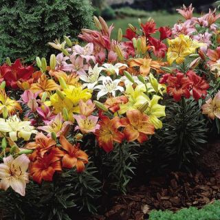 Dwarf Ground Cover Lily Mix Thumbnail
